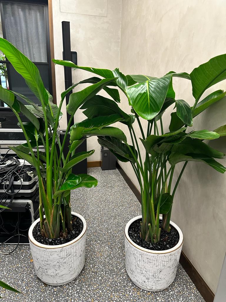 Bird of Paradise Each PROMO