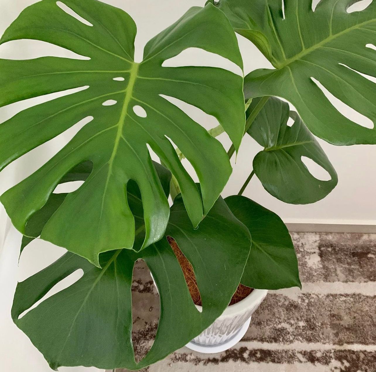 Holland Monstera