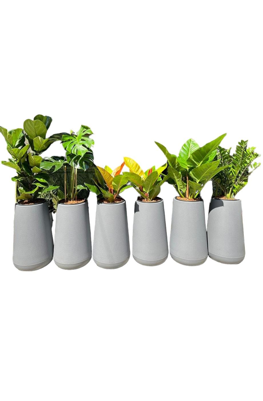Office Plants 6pcs Premium