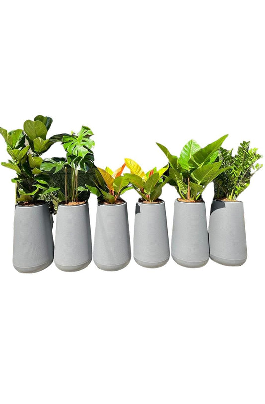 Office Plants 6pcs Premium