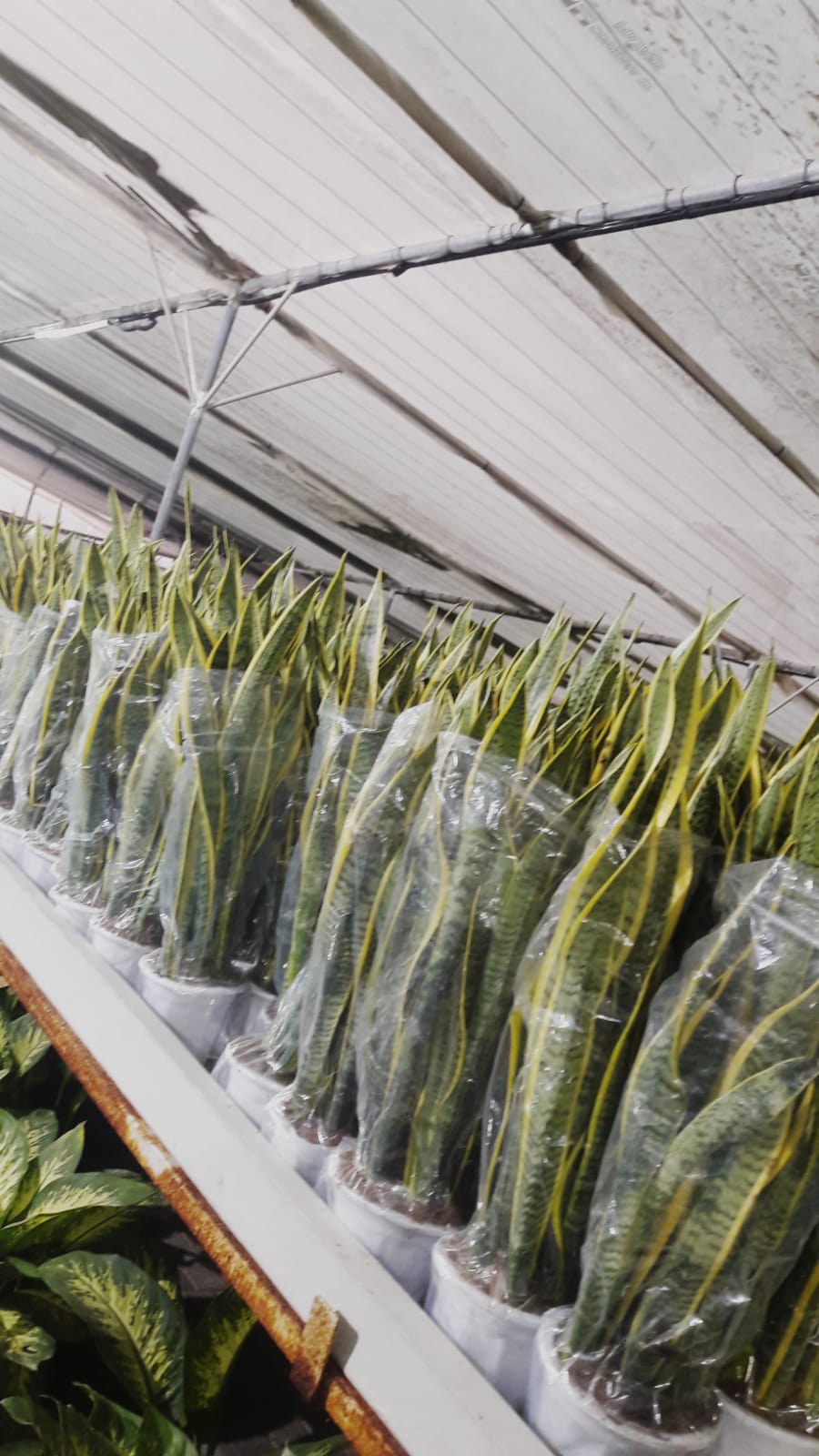 Snakeplant in Plastic Pot 80 to 90cm New