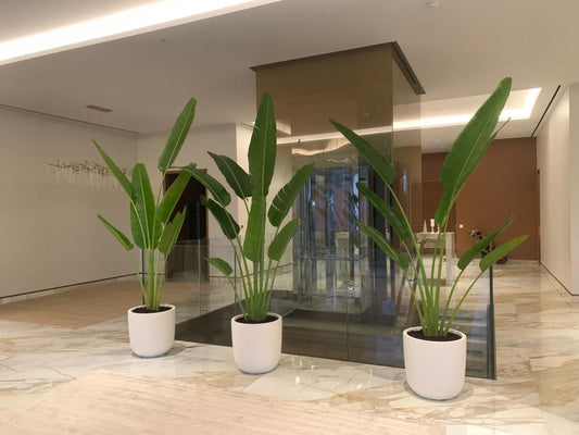 Office Plants Travellers Palm Premium Bundle 3pc