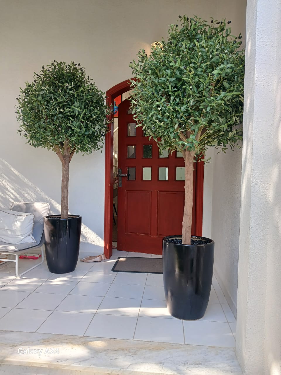 Artificial Olive Premium in Black Matte Pot ( 2.3m to 2.5m) Each