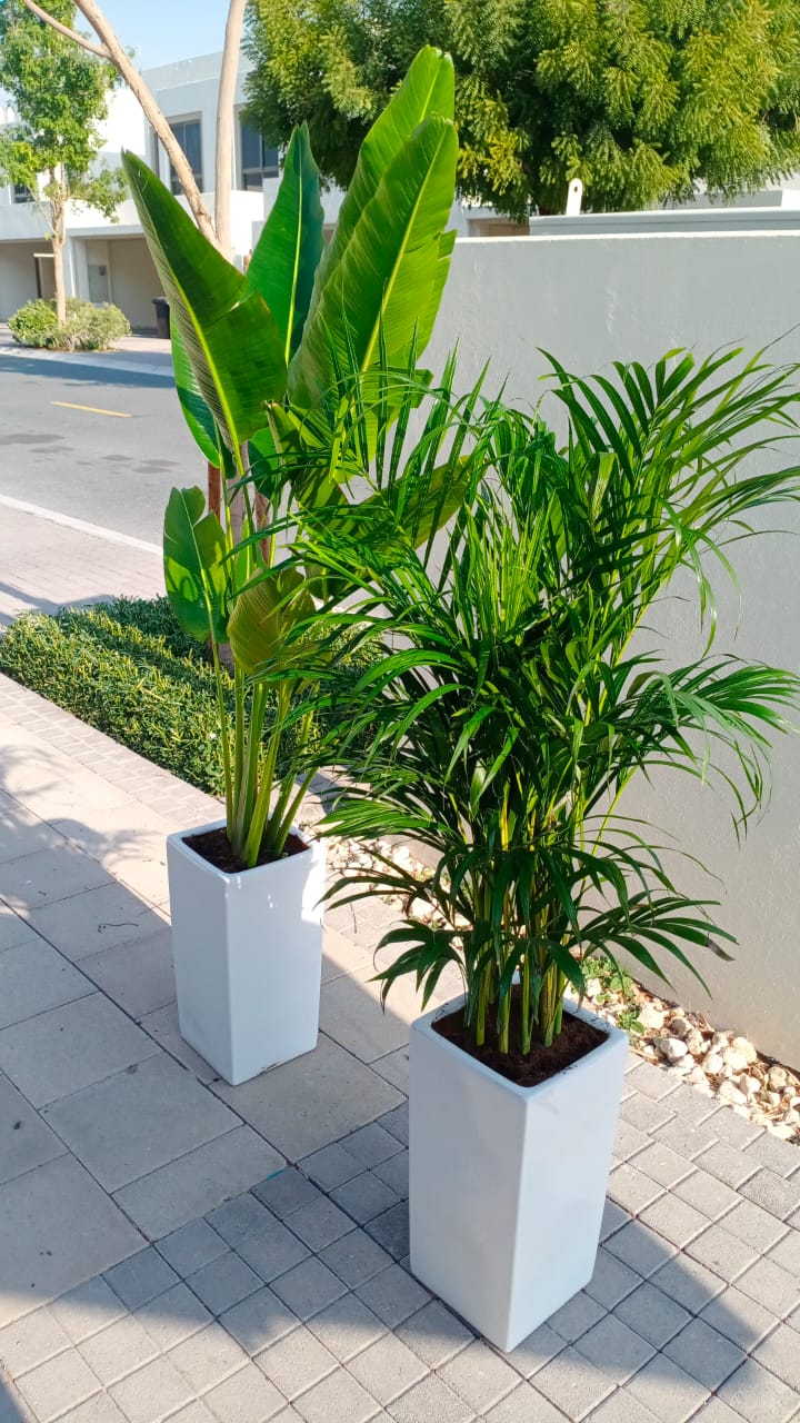 Indoor Plants Bundle Medium Travellers Palm + Areca