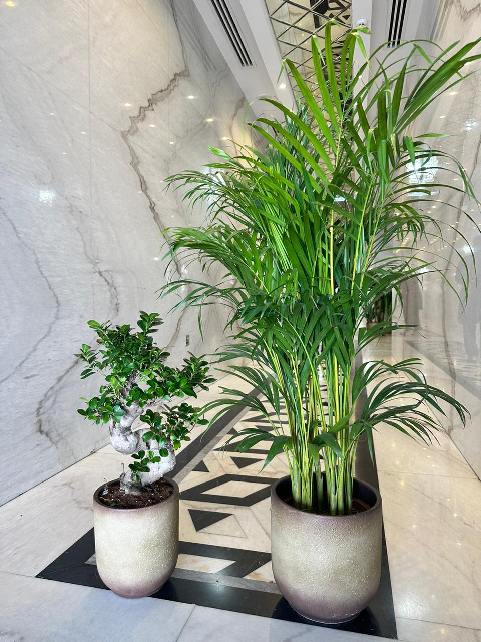 Areca and Bonsai Bundle in Beige Best Seller New
