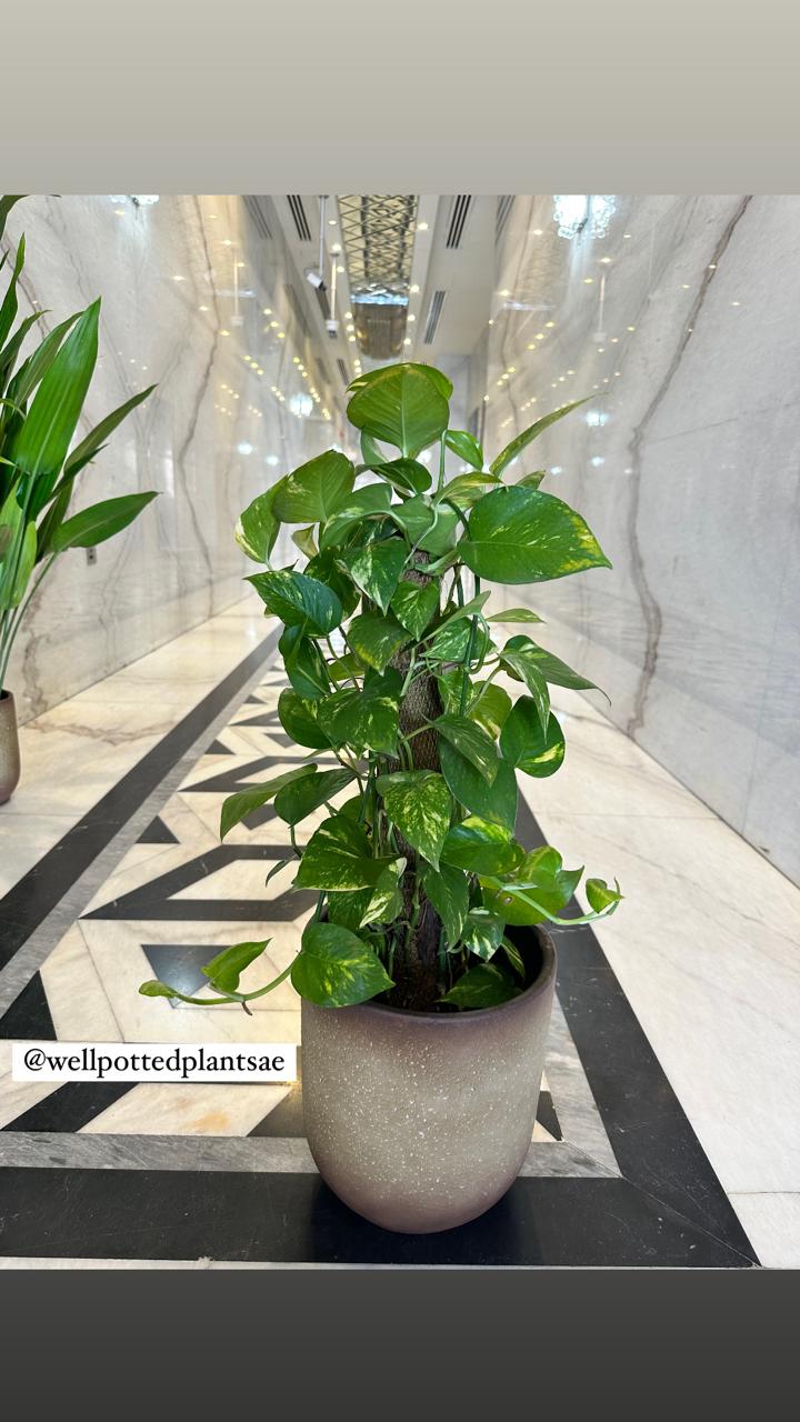 Money Plant in Beige