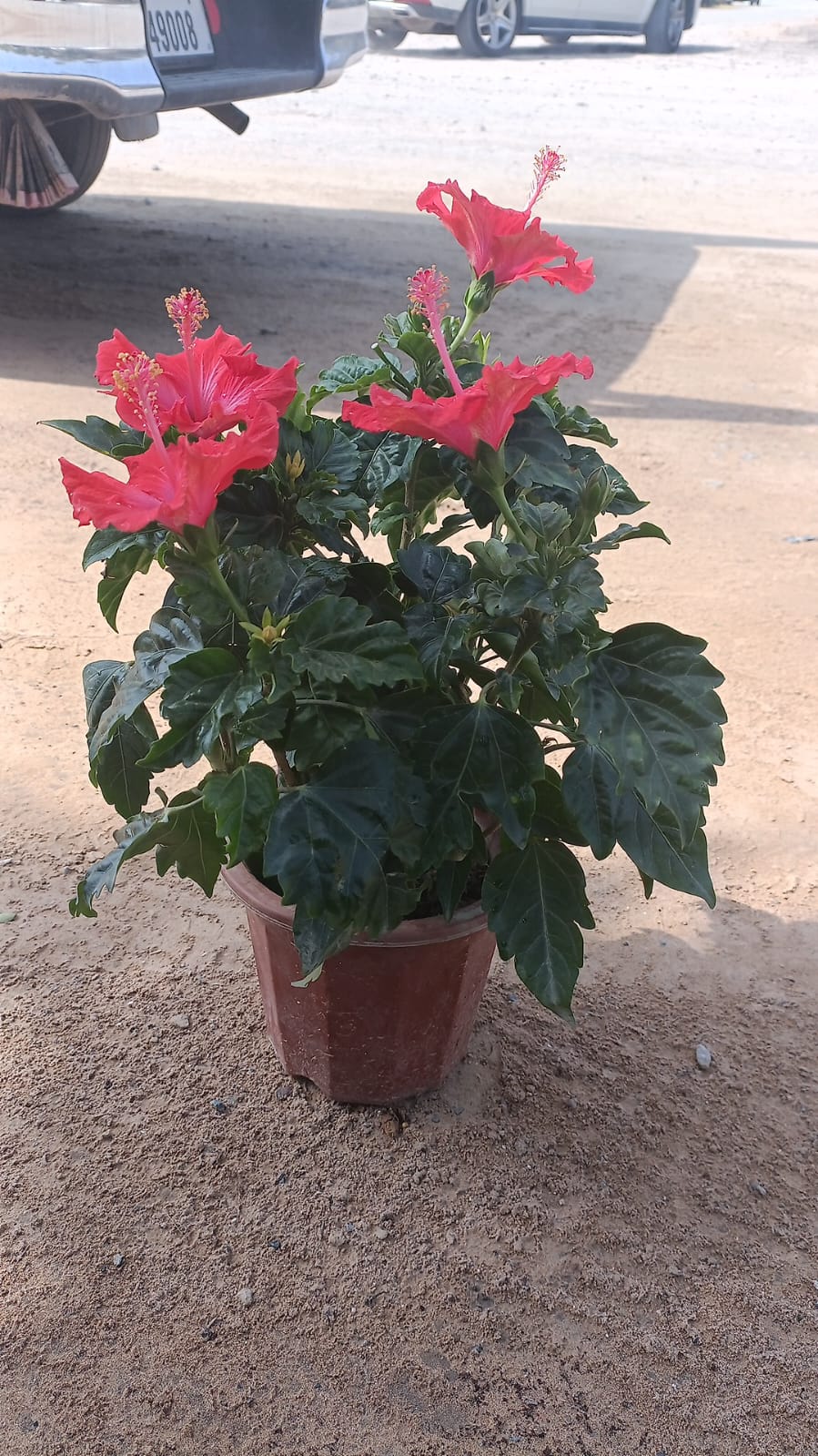 Hibiscus Flower