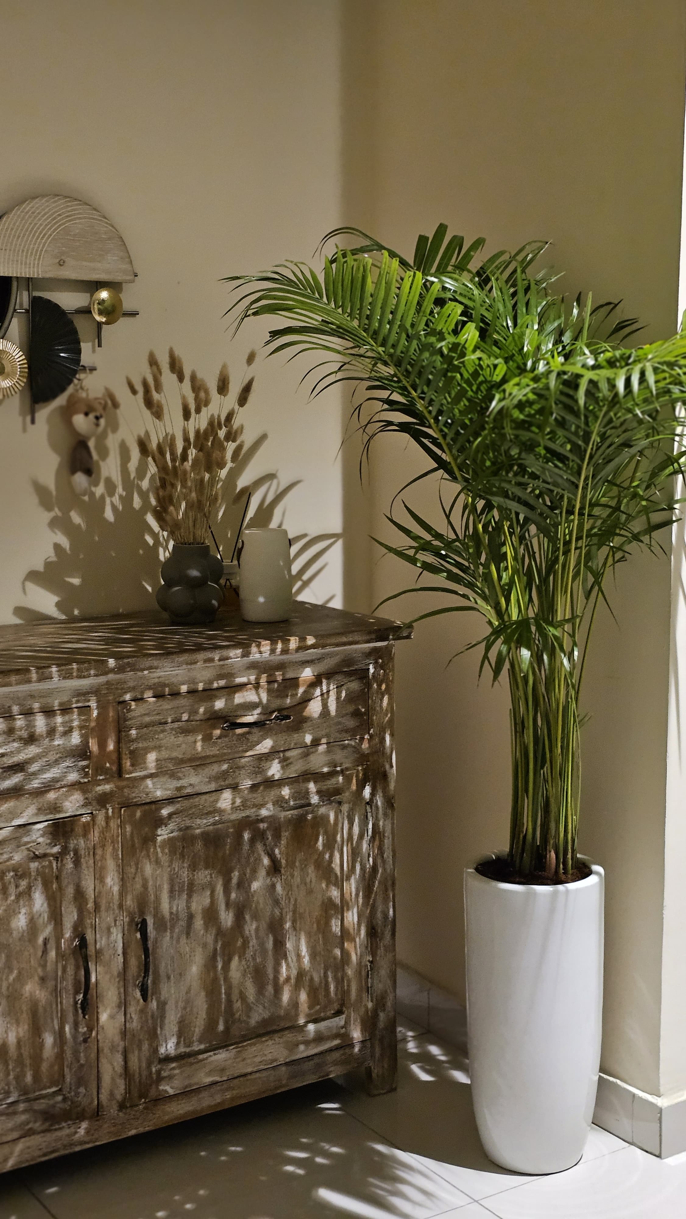 Areca Palm Bushy Each PROMO