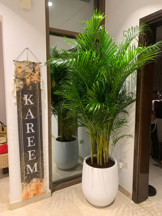Office Plants Big Areca 3m Premium Collection in Fiber