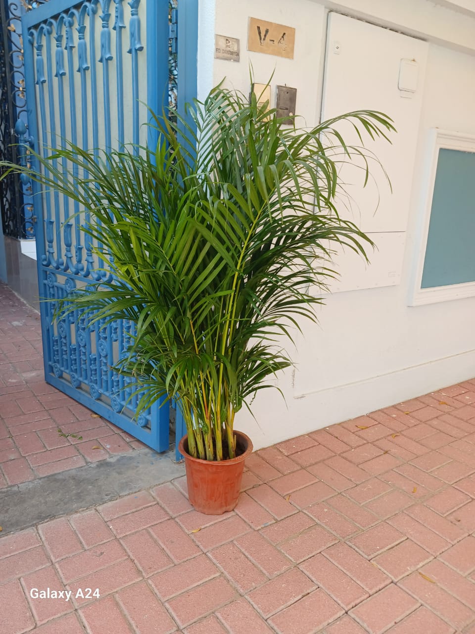 Areca Palm New
