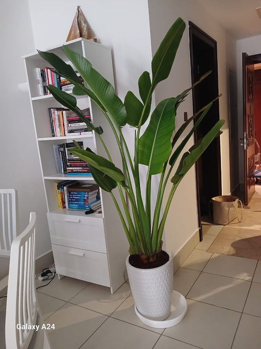 Travellers Palm 2m NEW