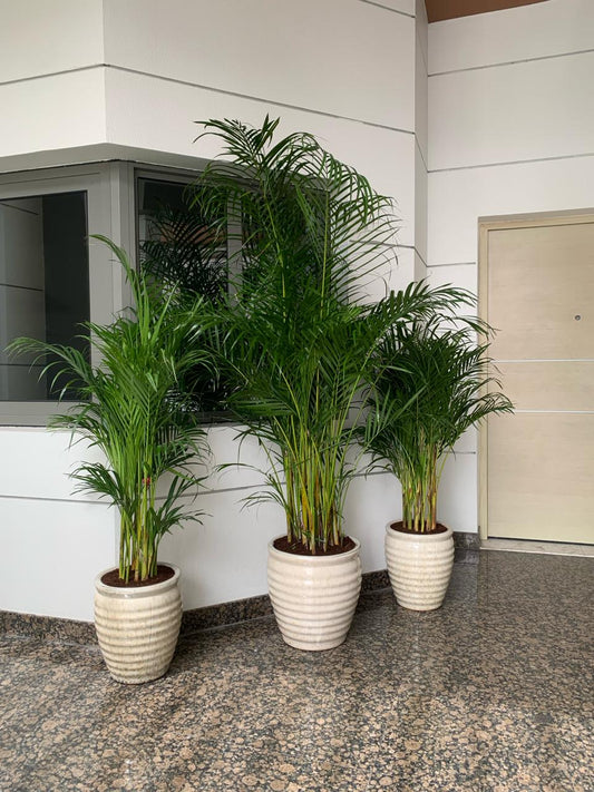 Office Plants Areca Bundle in Beige 3pc Bundle New
