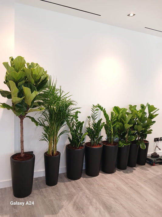 Office Plants 8pc Air Purifying Bundle