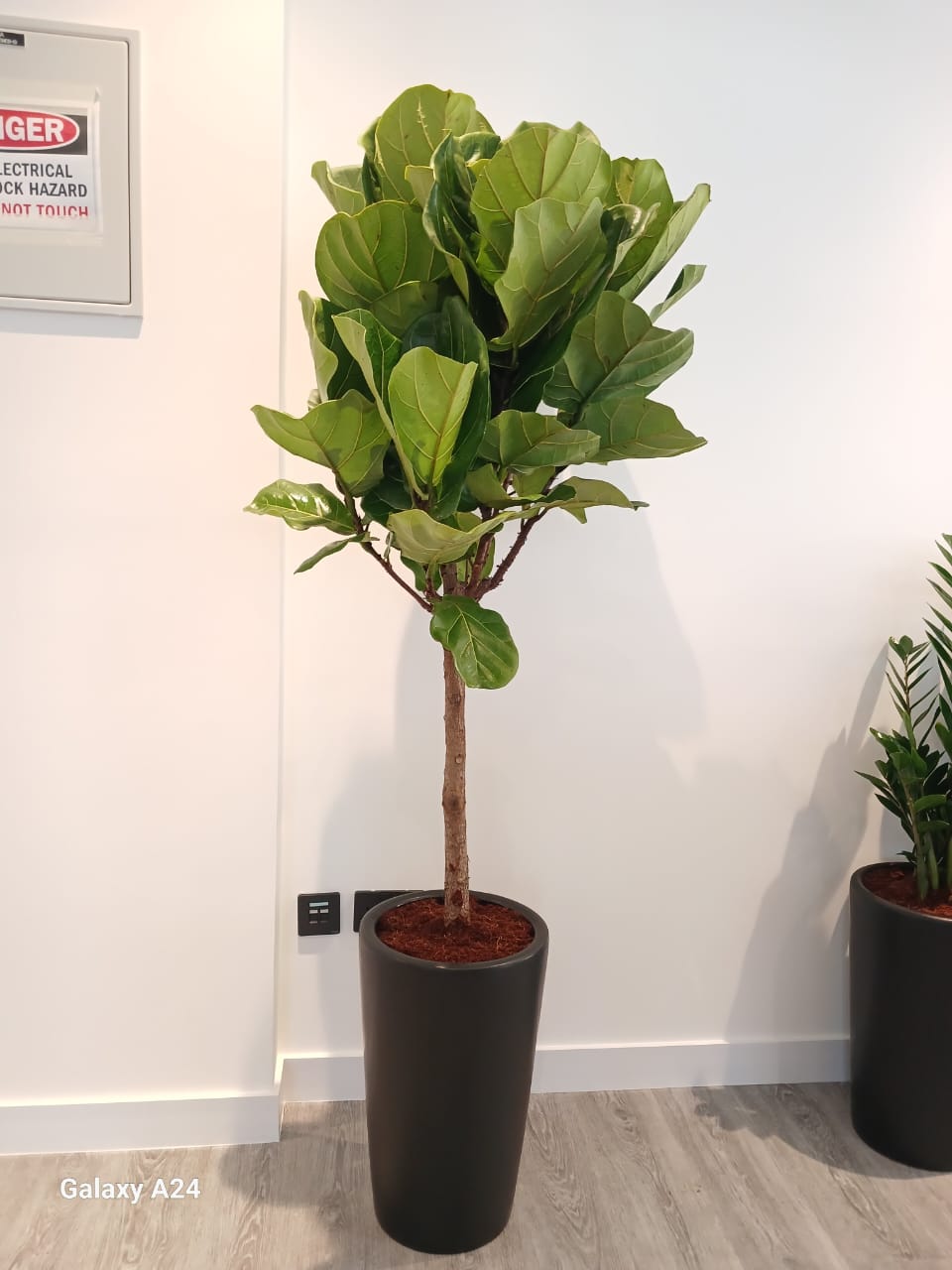 Office Plants 8pc Air Purifying Bundle