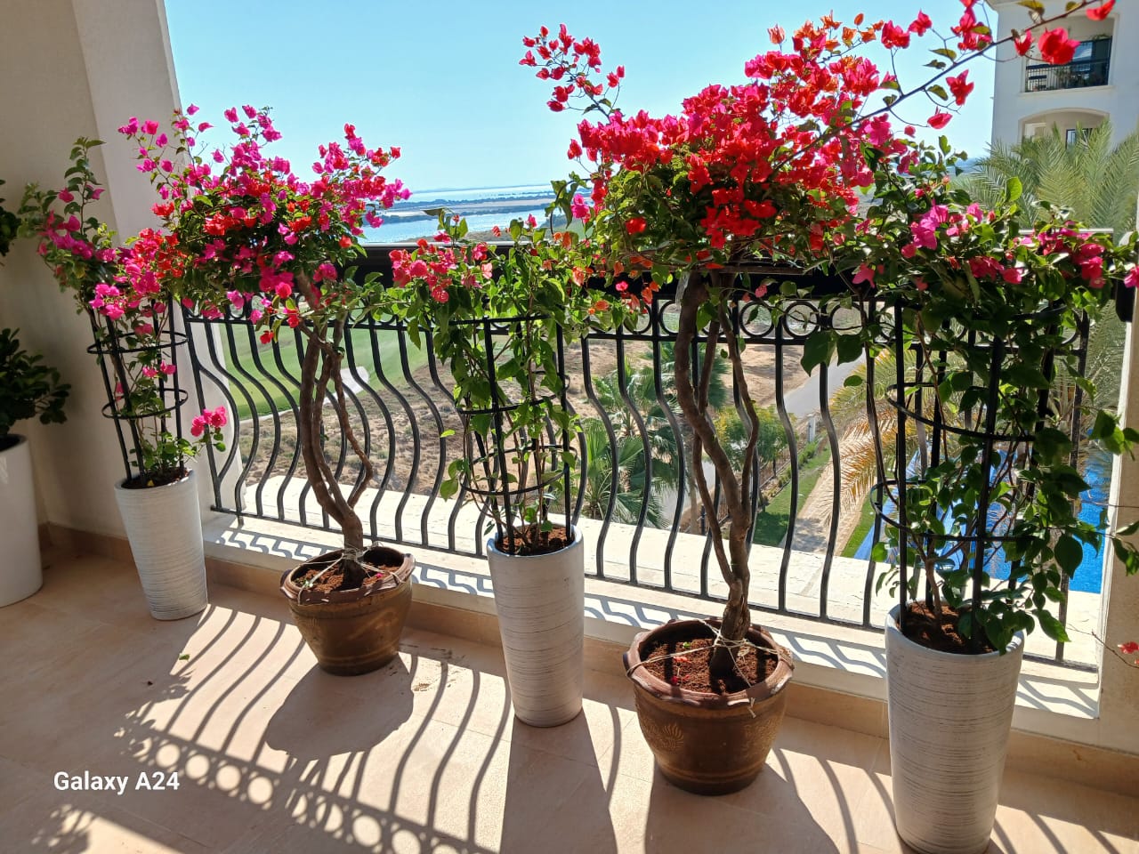 Outdoor Flower Bundle 5pc New