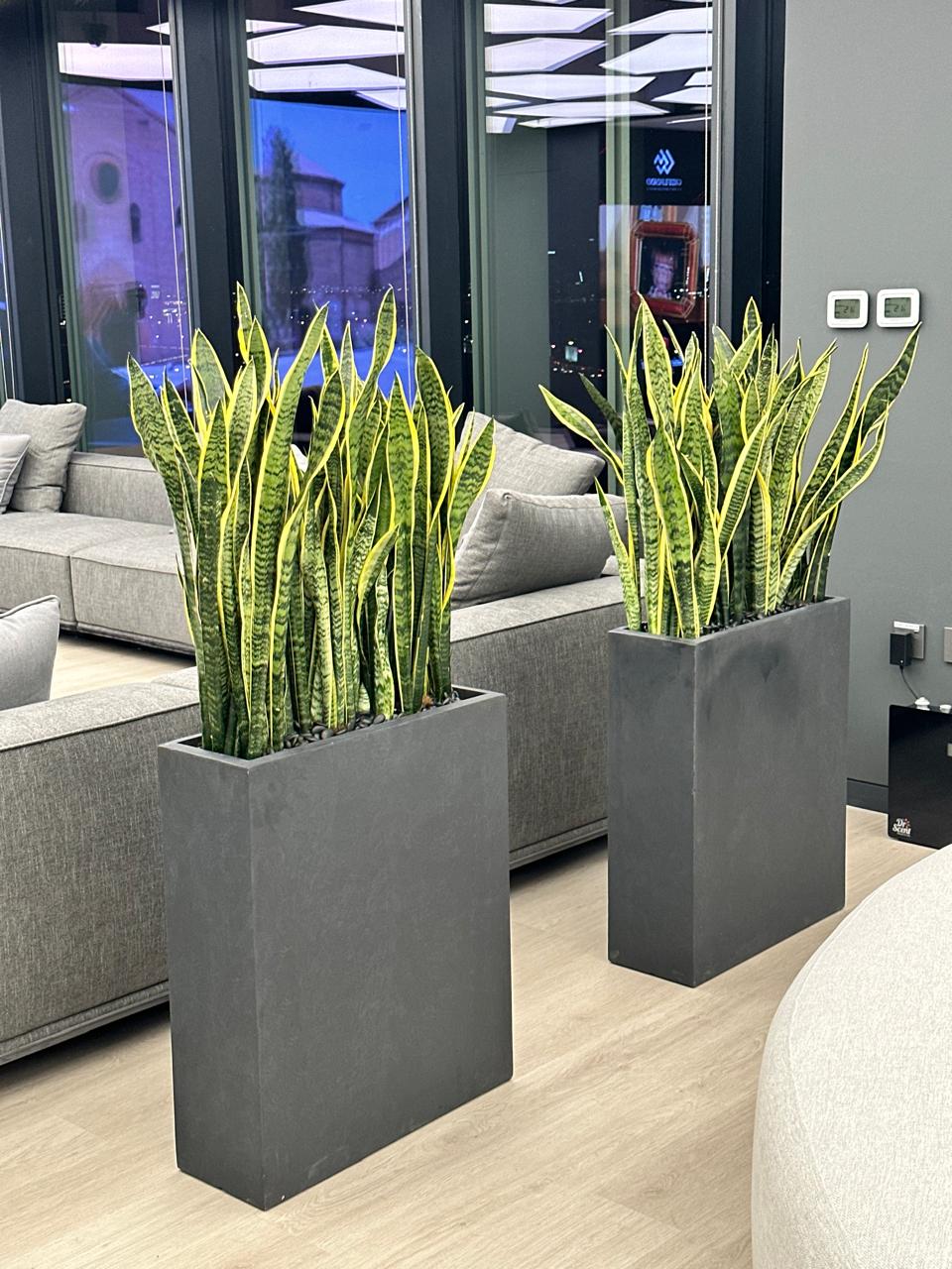 Snakeplant Office Plants in Fiber Long Each