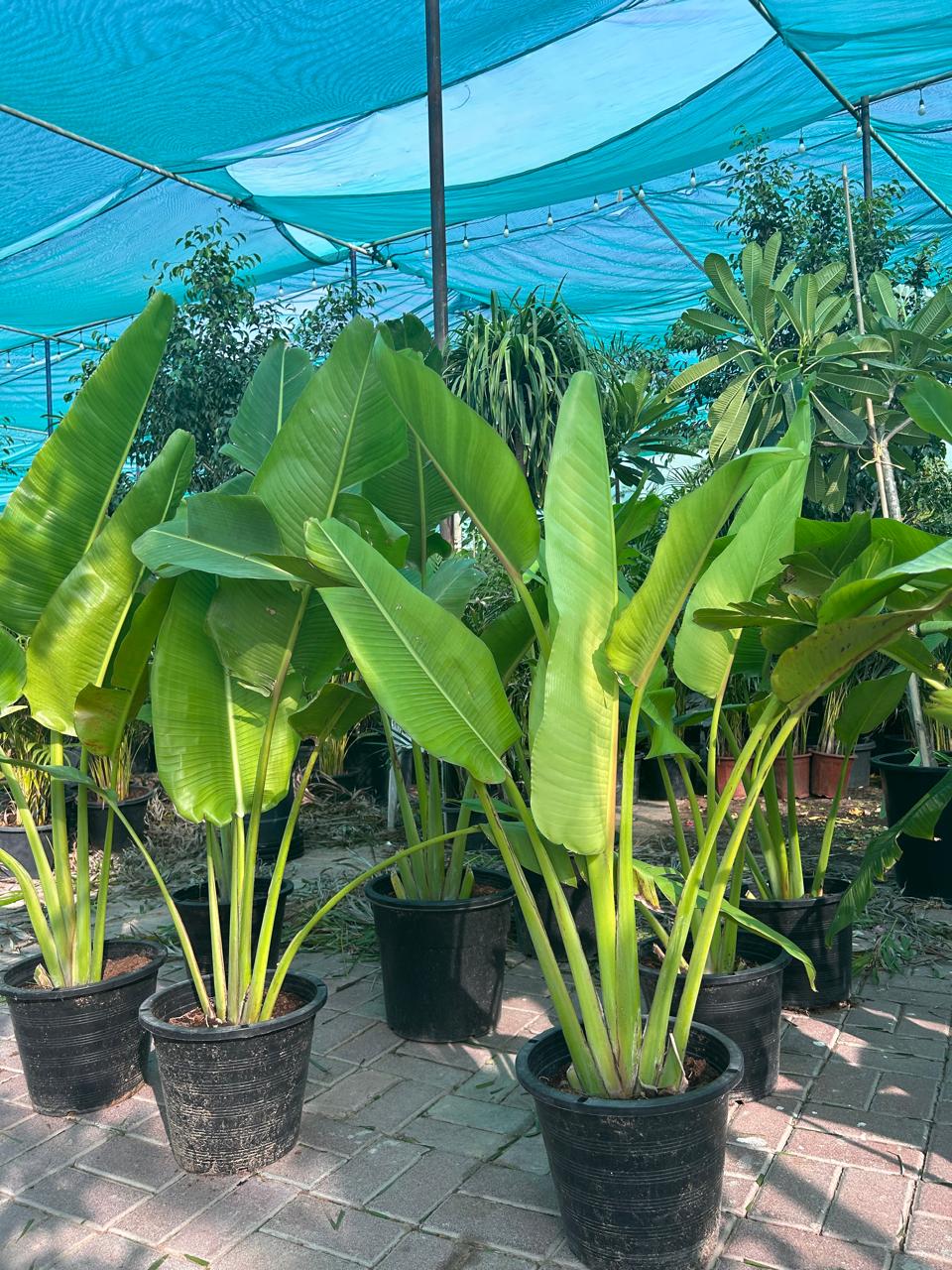 120DH Travellers Palm WOW 130cm to 150cm