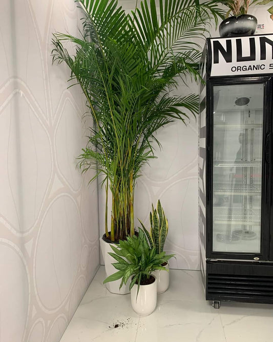 Office Plants 3pc Budget Bundle
