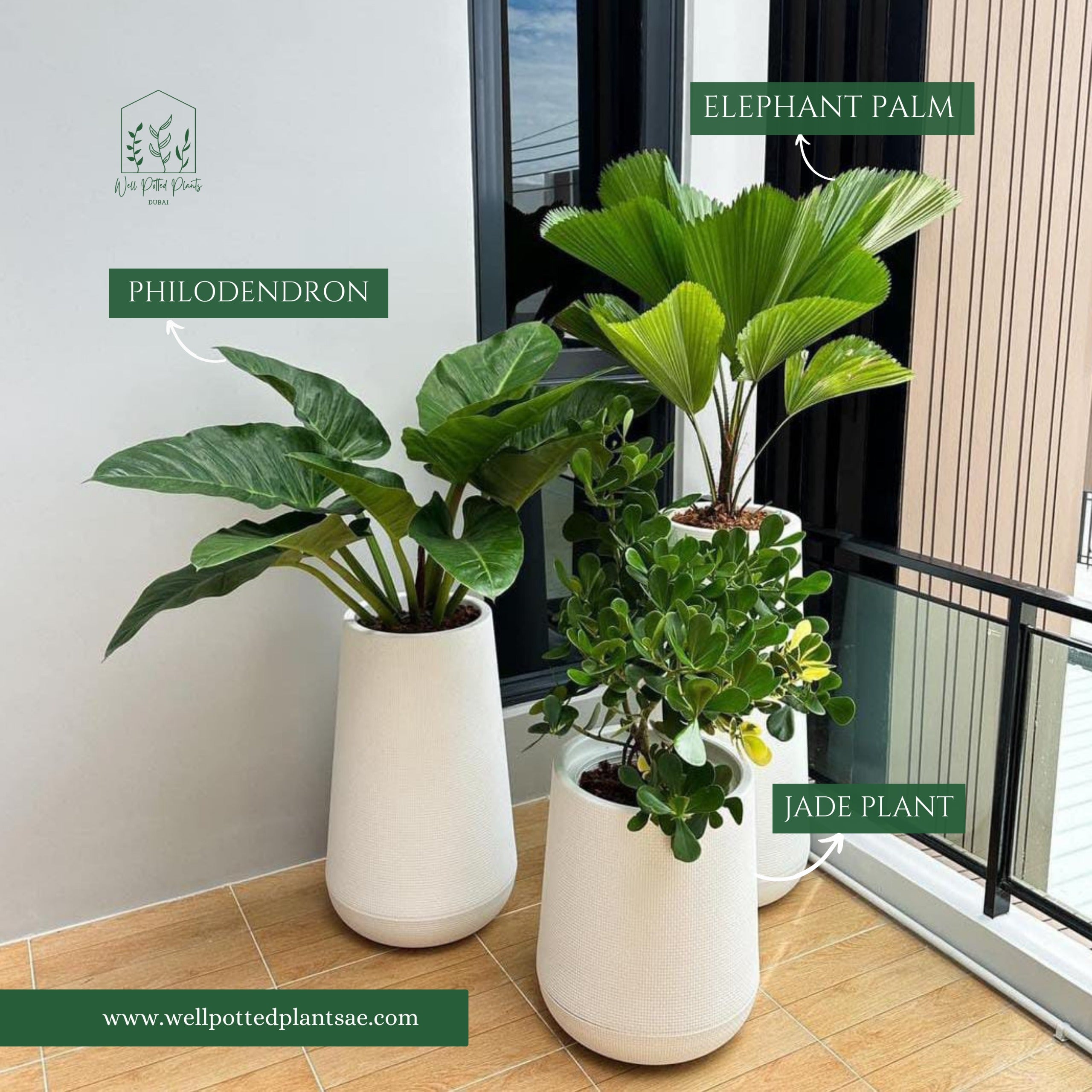 Office Plants Premium Bundle in Fiber from Holland