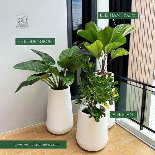 Office Plants Premium Bundle in Fiber from Holland