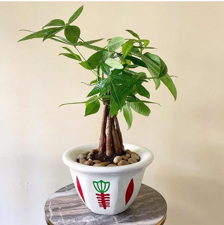 Money Tree Table Plant