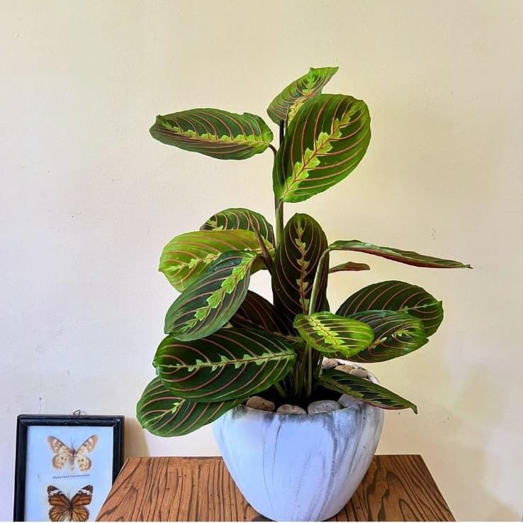 Prayer Plant Wow Sale