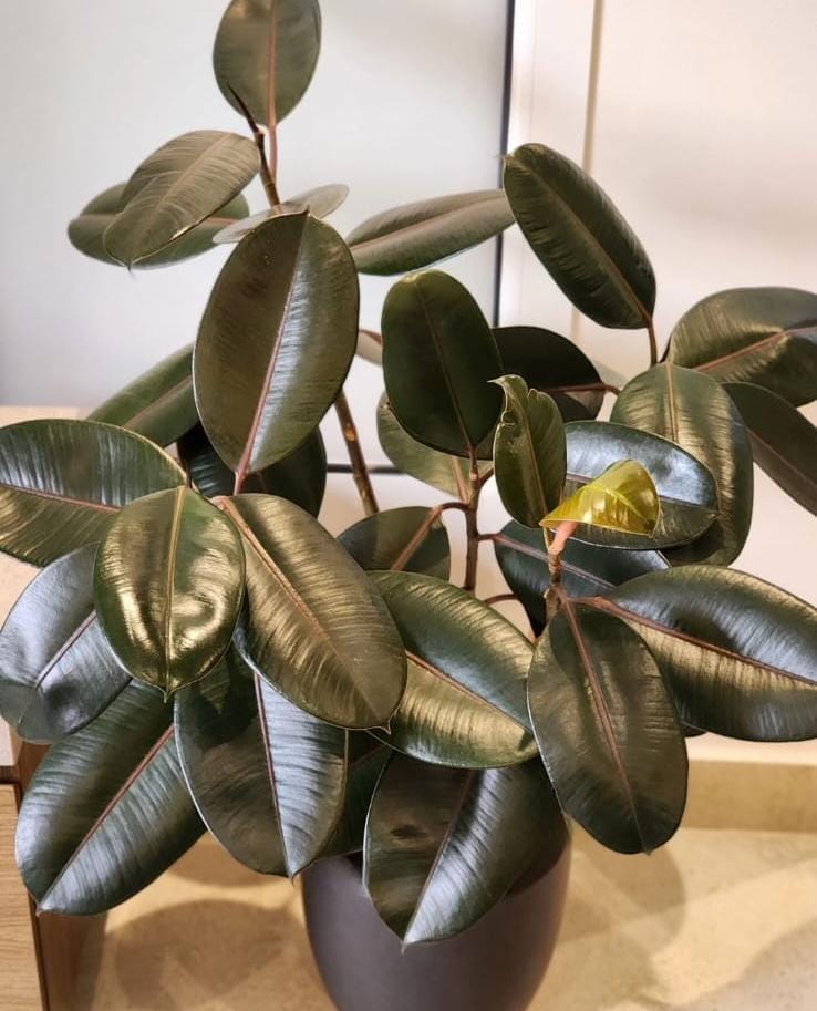 Rubber plant in black pot WOW