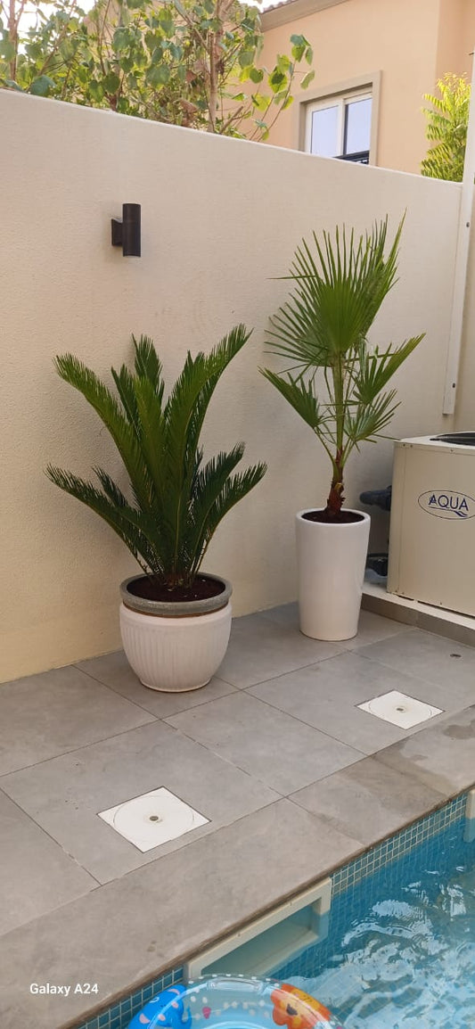 Outdoor Bundle Big Sago Palm + Washingtonia 450DH