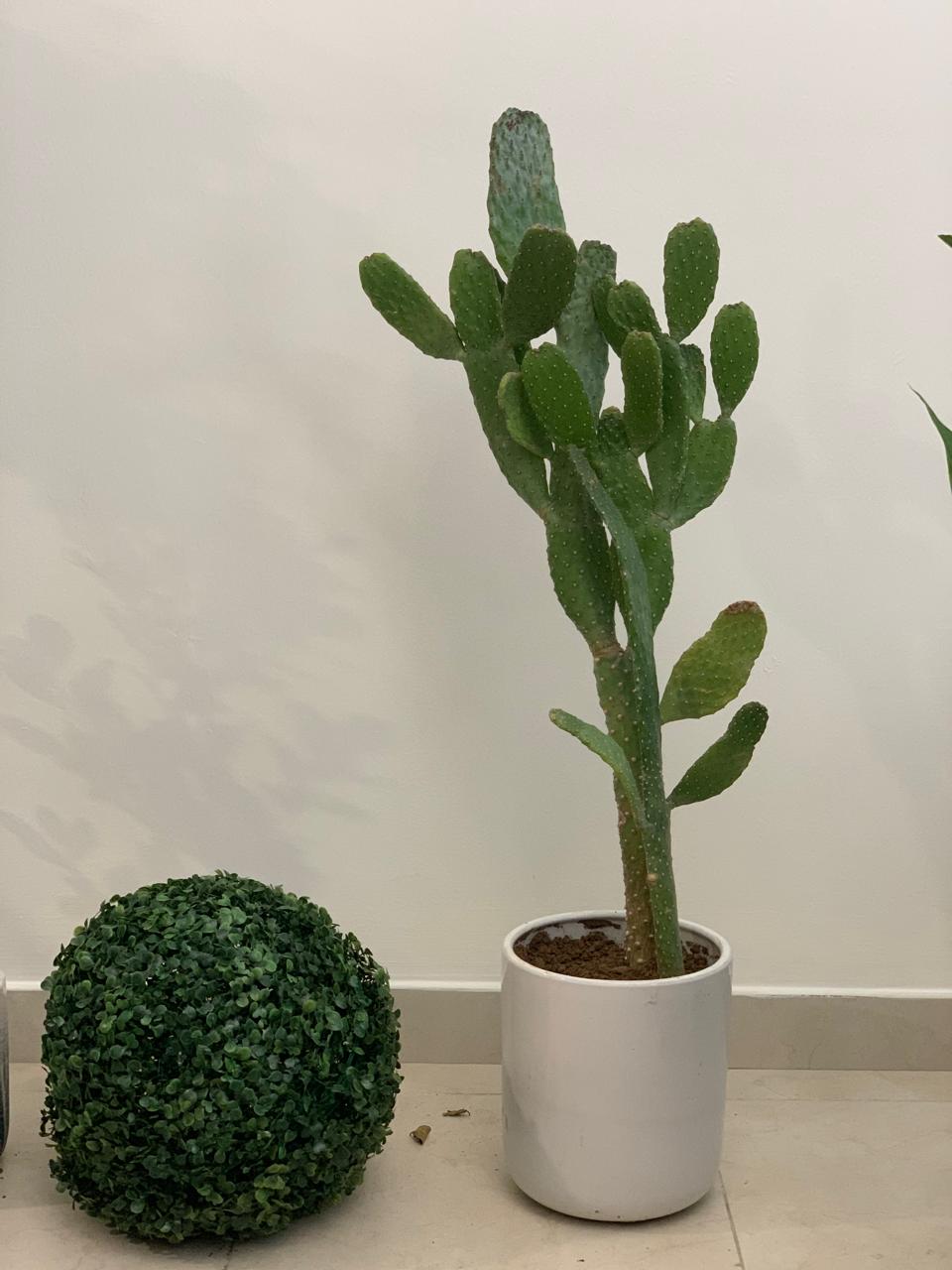 Clearance Sale Cactus UAE in White Ceramic