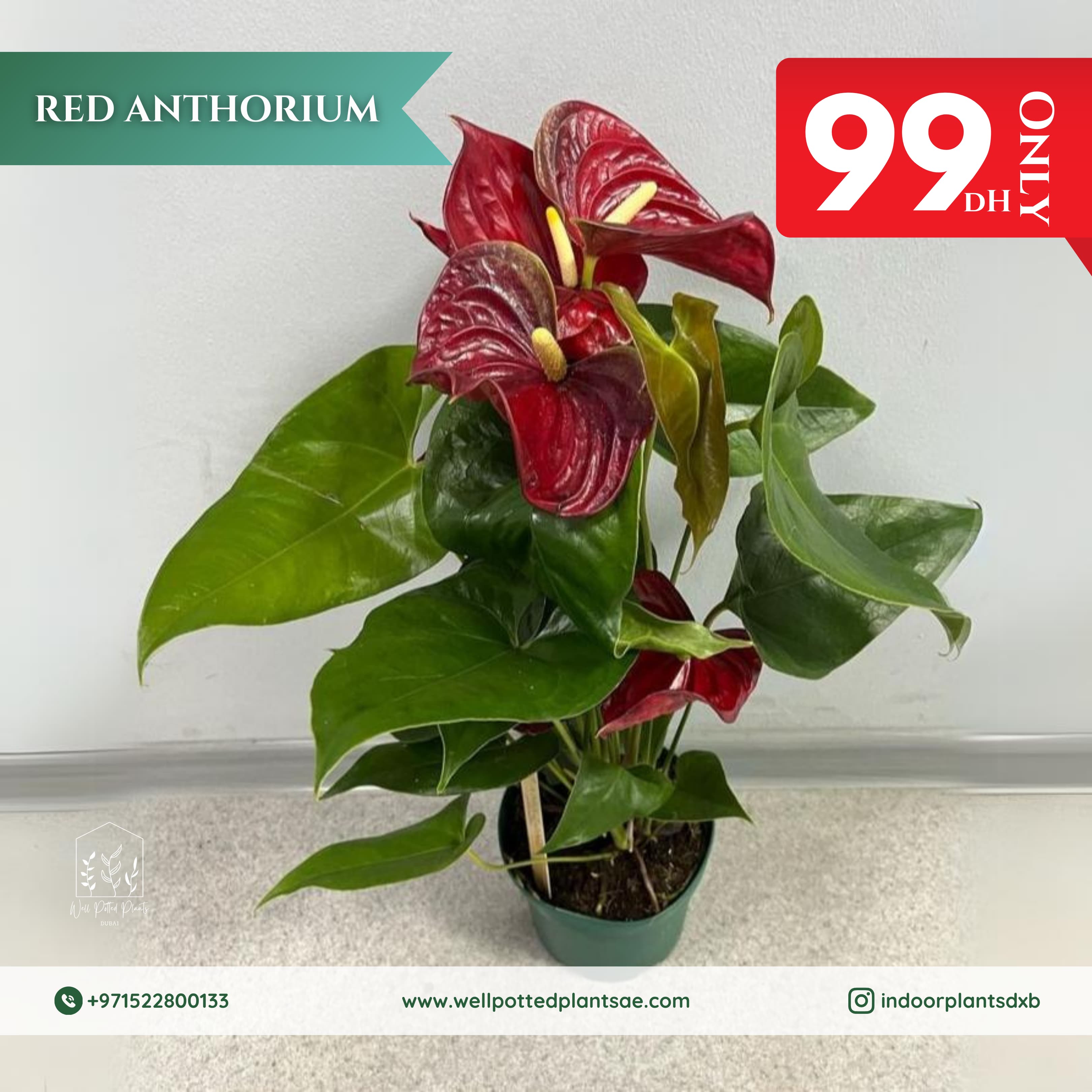 Promo Red Anthorium