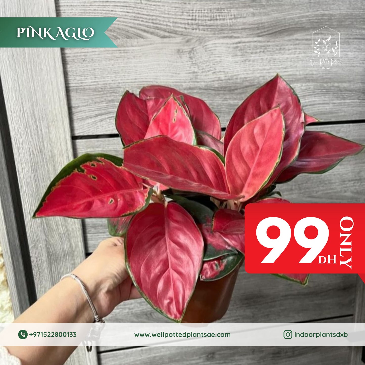 Promo Pink Aglo