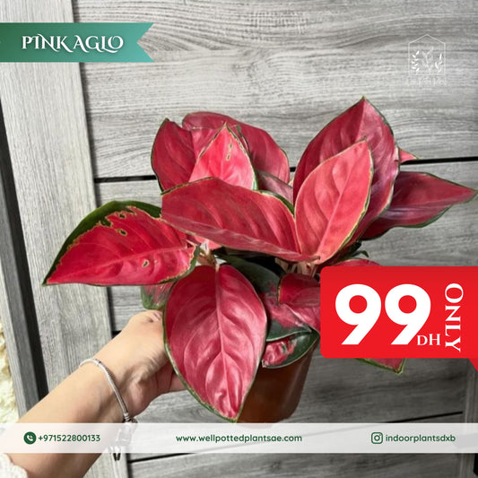 Promo Pink Aglo
