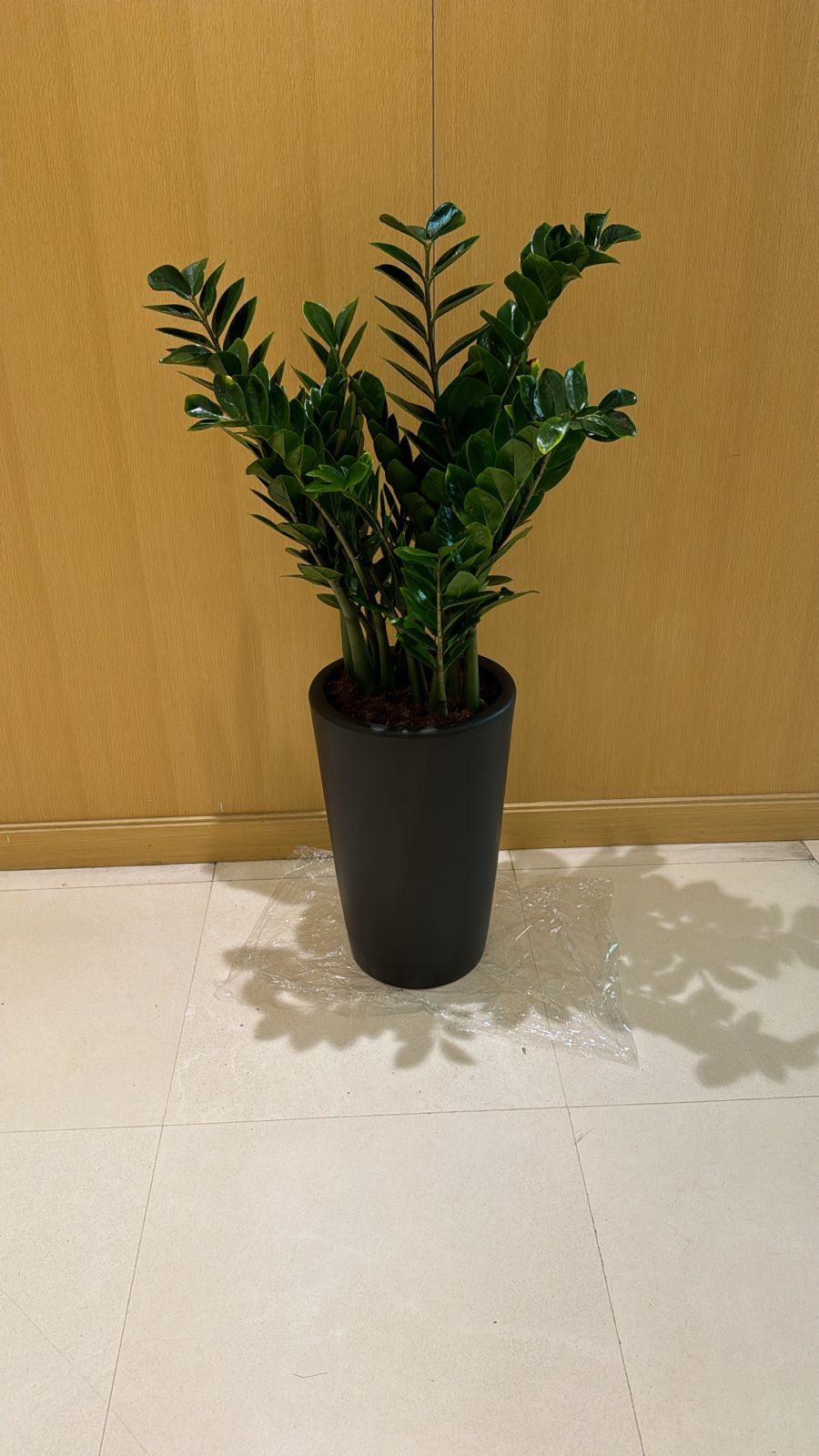Office Plant Zizi Plant Big