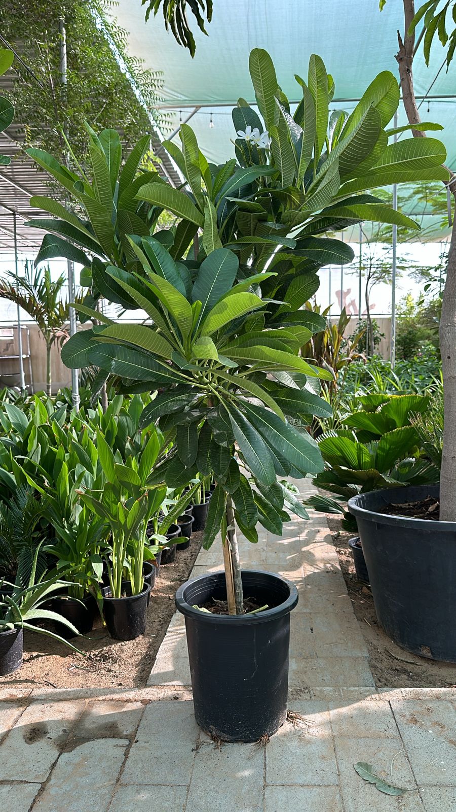 Giant Plumeria NEW 1.8m to 2m