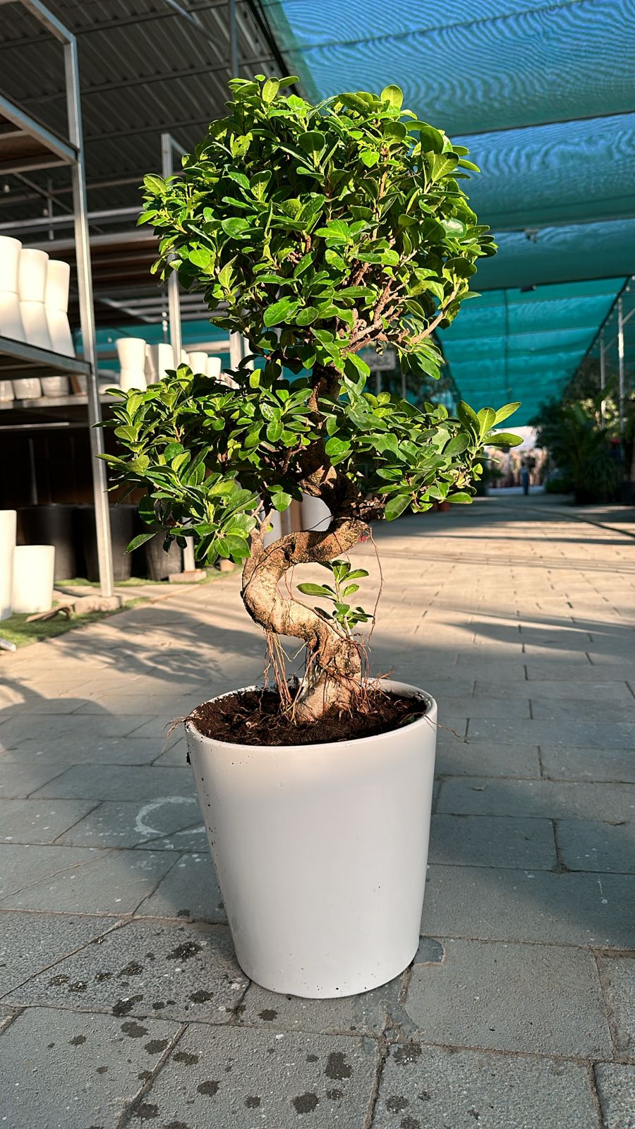 Medium Bonsai 80cm to 110cm Promo