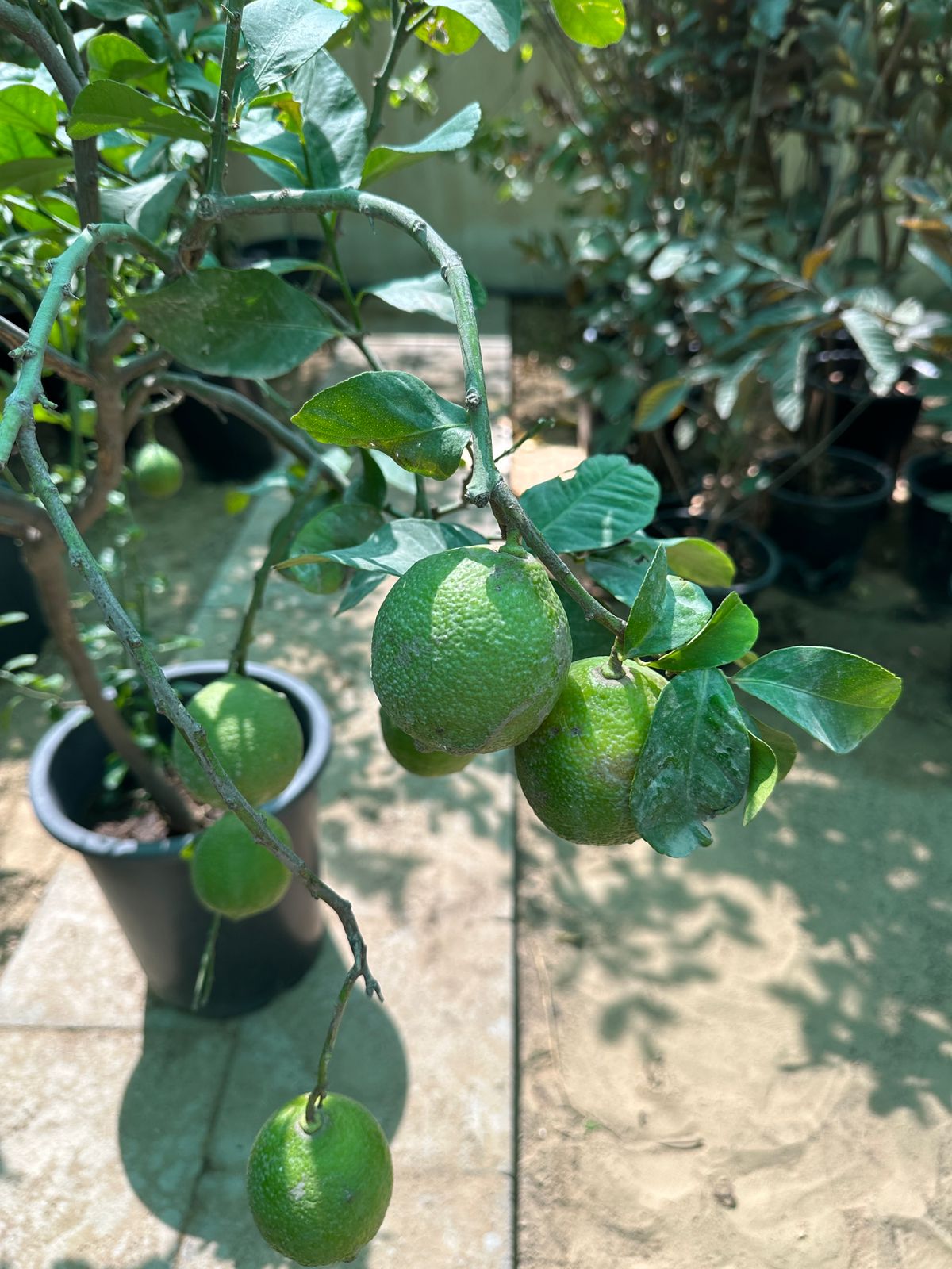 Lemon yellow in Nursery Pot Big