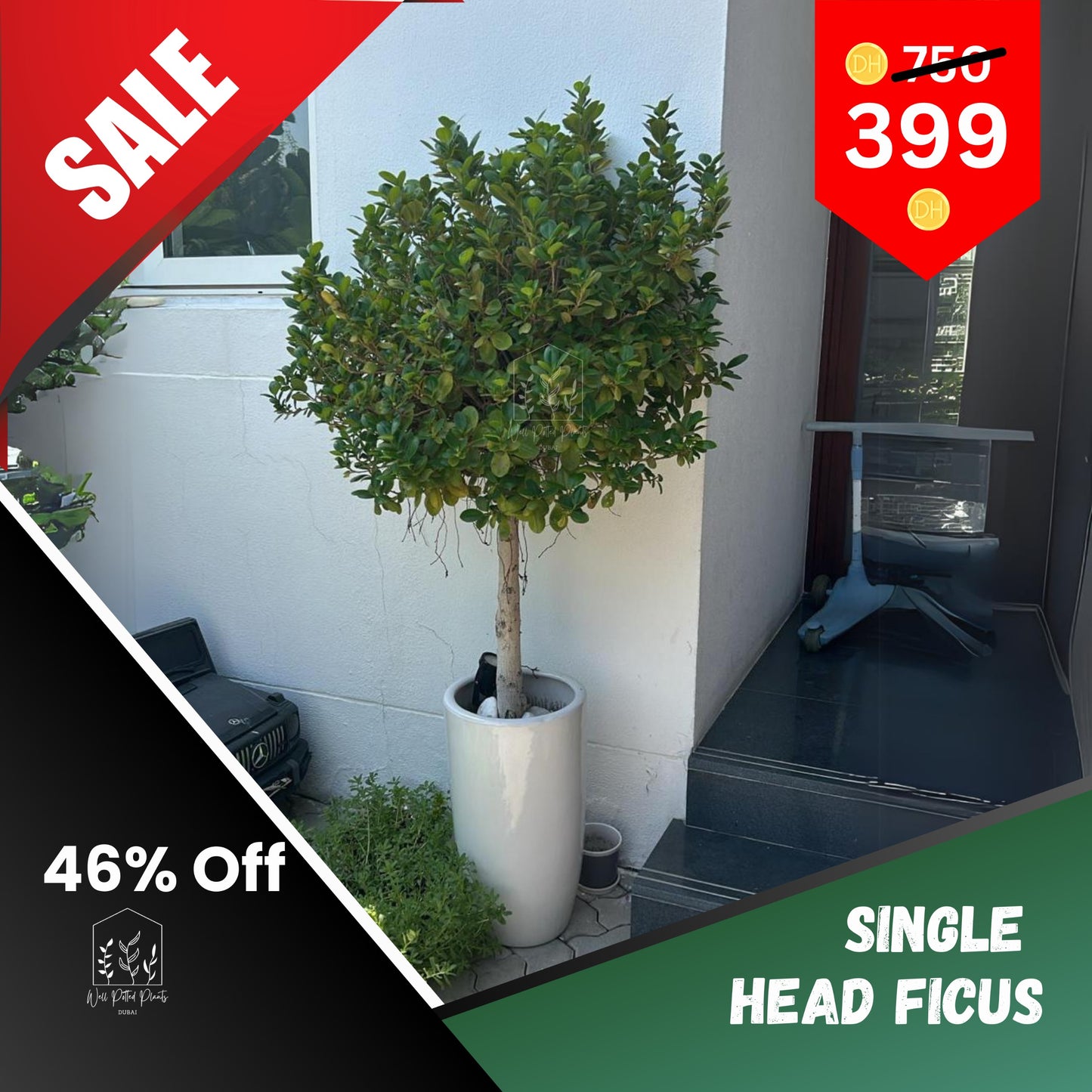 399DH Big Head Bushy Ficus