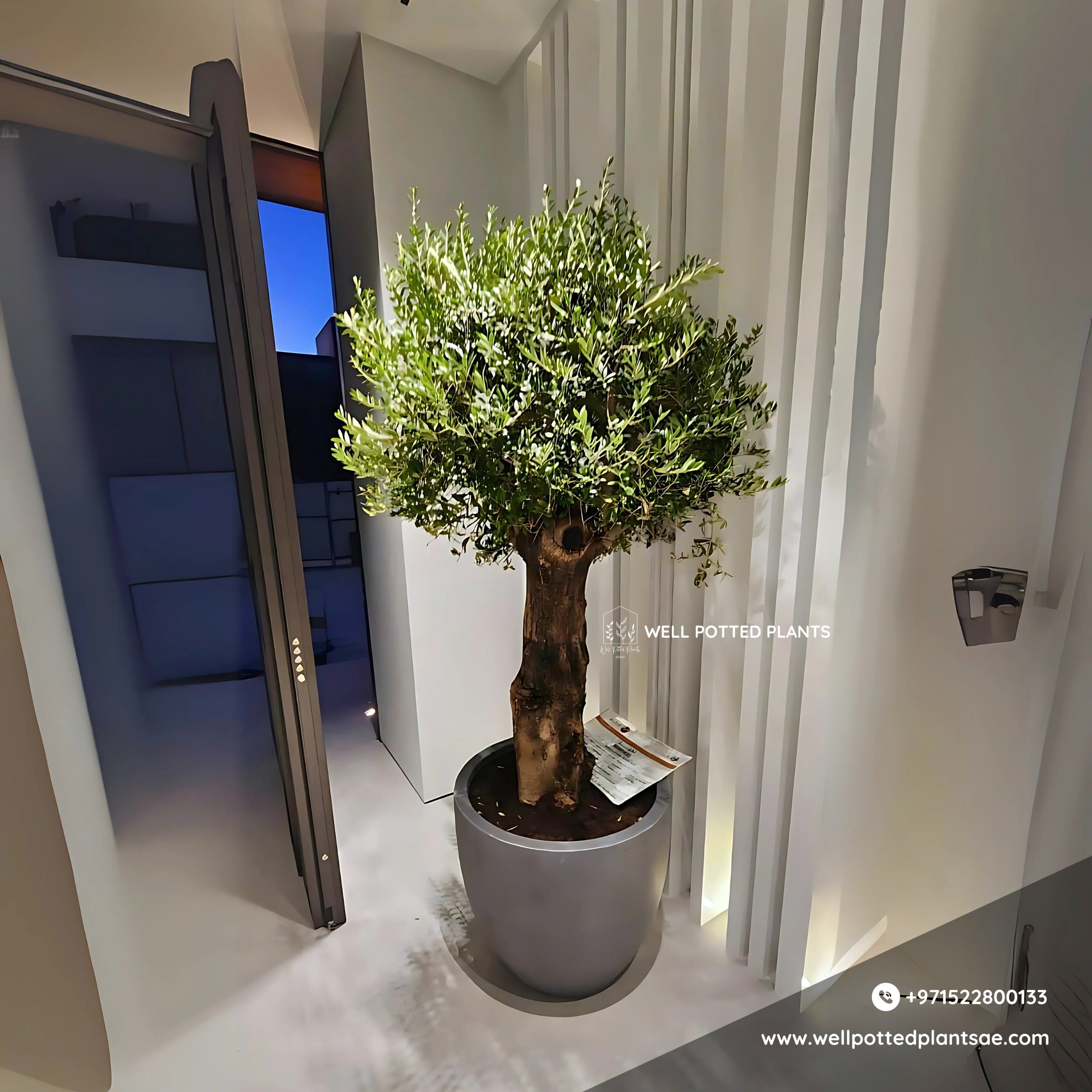 Olive Bonsai XXL 2.2m to 2.5m in Fiber Premium Collection