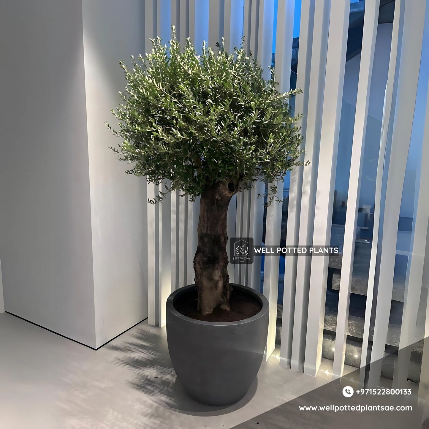 Olive Bonsai XXL 2.2m to 2.5m in Fiber
