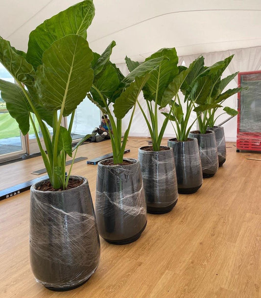 Big Sago Taro Palm Each