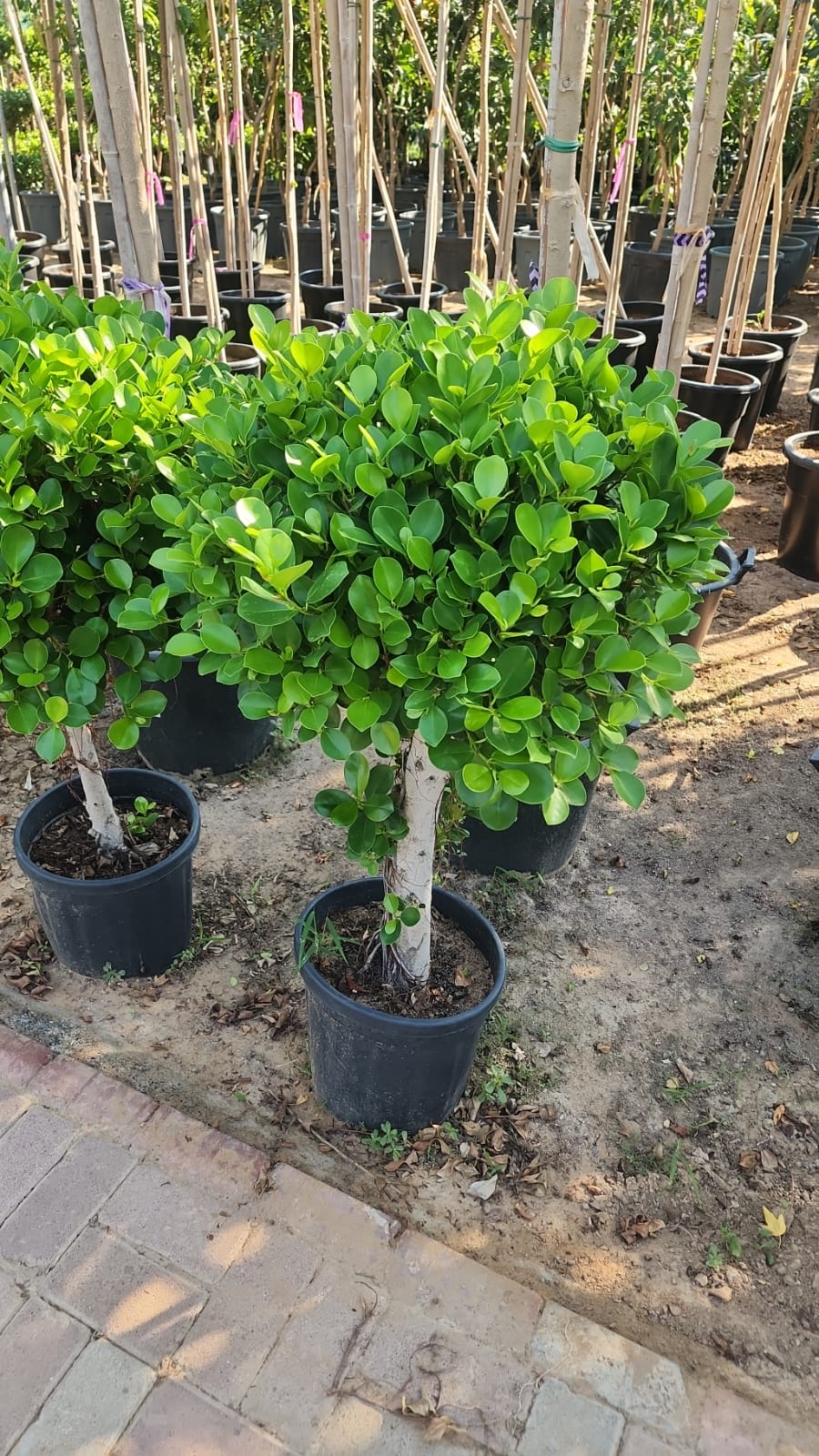 Clearance Sale Single Head Ficus Promo