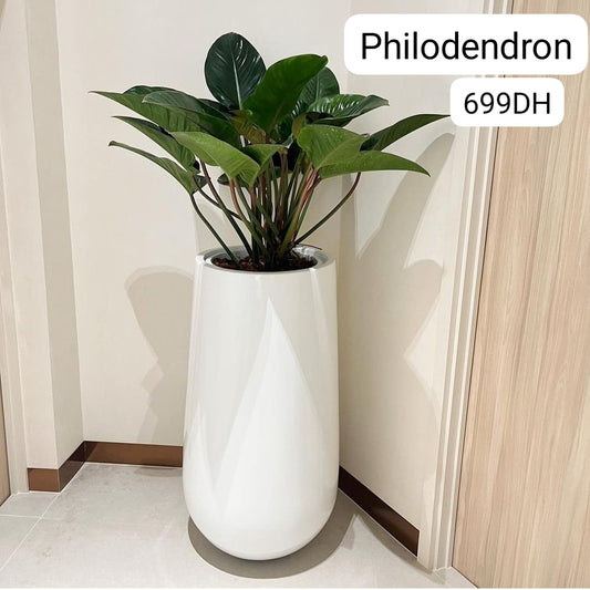 Philodendron Premium in Fiber