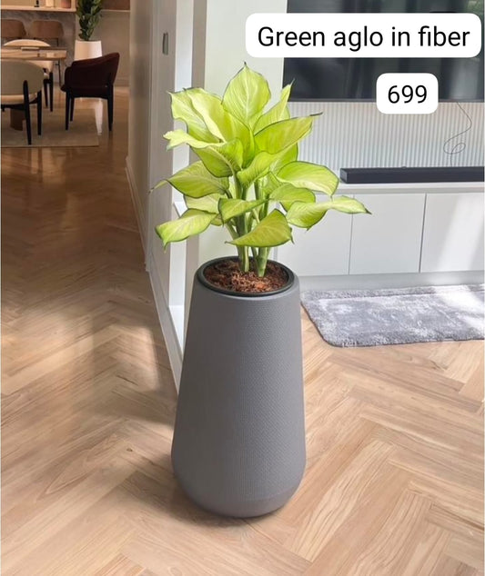 Aglaonema Premium in long fiber Height 130cm