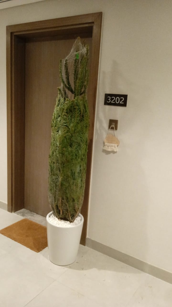 Christmas Tree 1.5m to 1.7m in White Pot Plants UAE