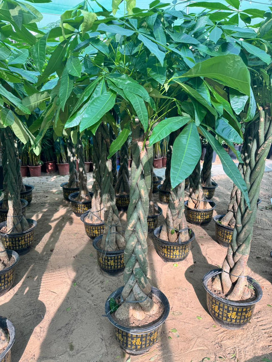 Braided Pachira Money Tree ( 150cm to 160cm)