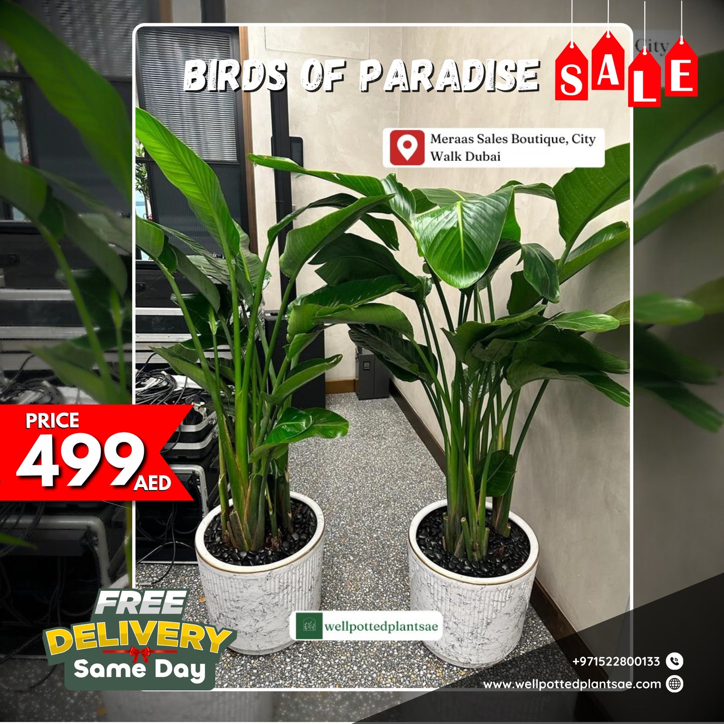 Birds of Paradise Each PROMO