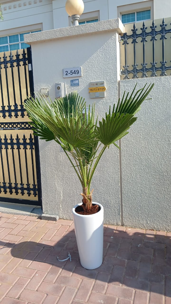 199DH Washintonia Big in Long Pot PROMO