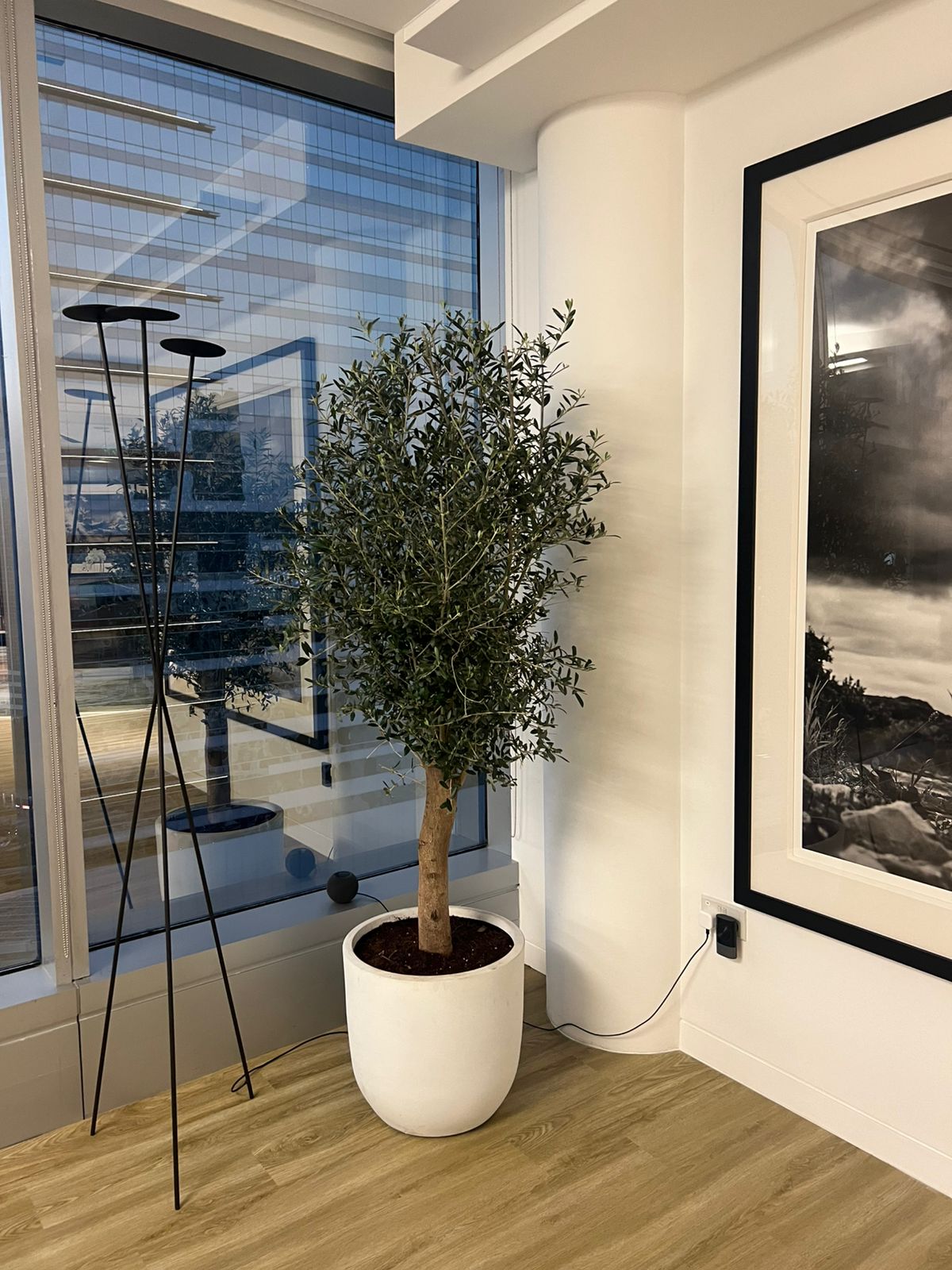 Olive Tree Indoor in Fiber 2.2m