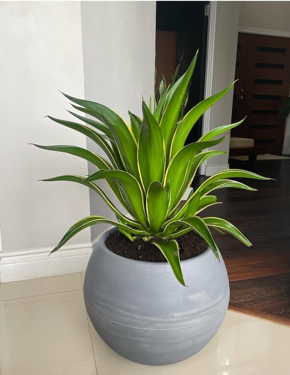 Agave Cactus in Fiber