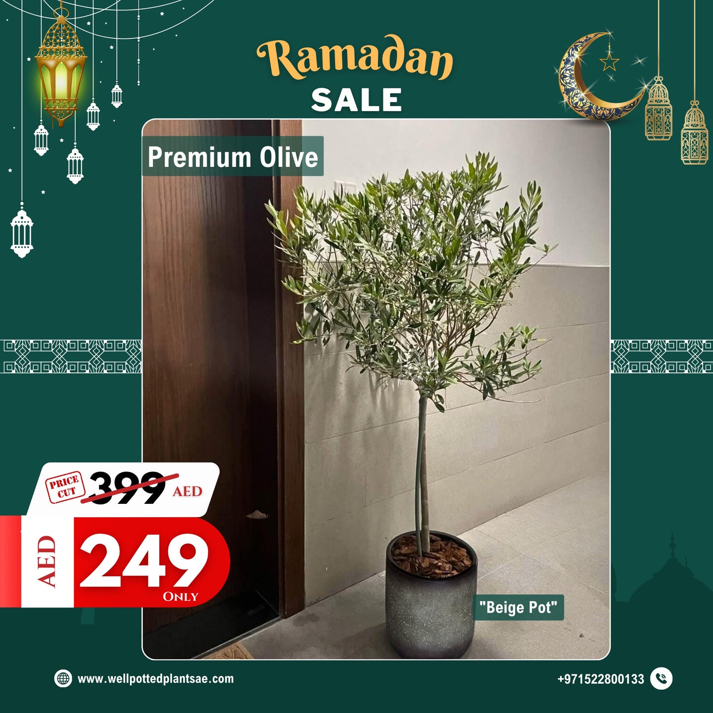 Olive Tree in Beige Ramadan Sale
